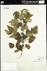 Physocarpus opulifolius image