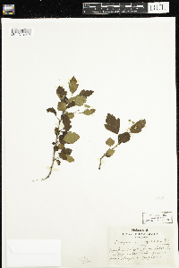 Physocarpus opulifolius image