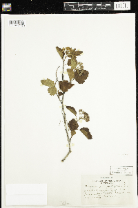 Physocarpus opulifolius image