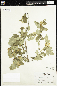 Physocarpus opulifolius image