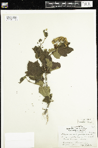 Physocarpus opulifolius image