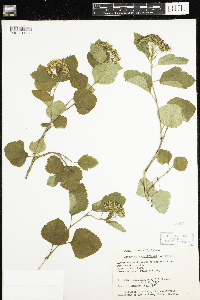 Physocarpus opulifolius image