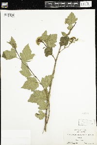 Physocarpus opulifolius image