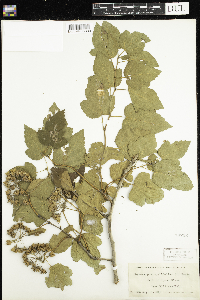 Physocarpus opulifolius image