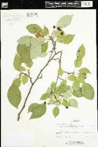 Media resource of Malus baccata