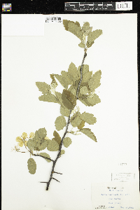 Media resource of Malus coronaria