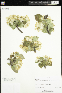 Malus pumila image