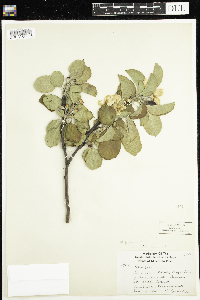 Malus pumila image