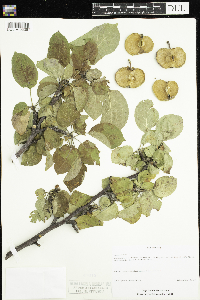 Malus pumila image