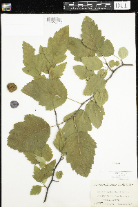 Malus ioensis image