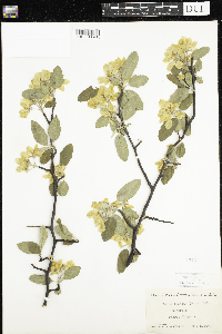 Malus ioensis image
