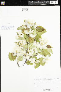 Malus x robusta image