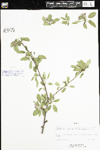 Malus x robusta image