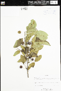 Malus x robusta image
