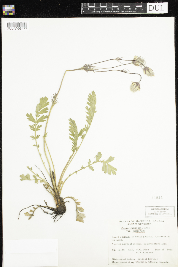 Geum triflorum var. triflorum image