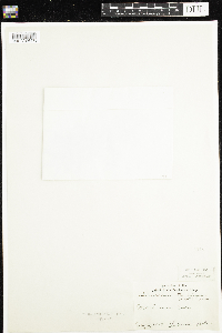 Geum rossii image