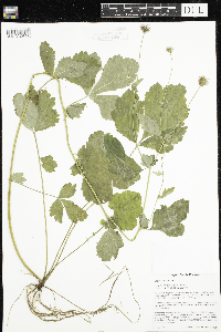Image of Geum urbanum