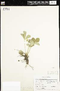 Fragaria vesca image