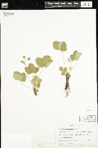 Fragaria vesca image