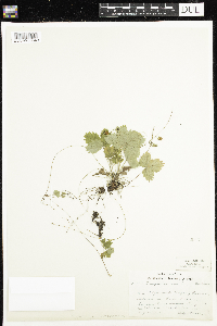 Fragaria vesca image