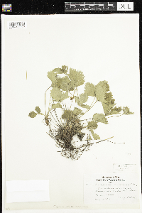 Fragaria vesca image