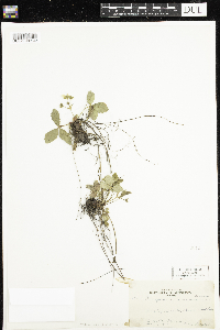 Fragaria vesca image