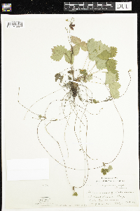 Fragaria vesca image