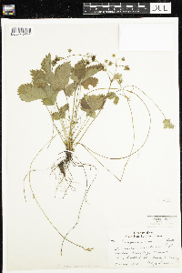Fragaria vesca image
