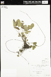 Fragaria vesca image