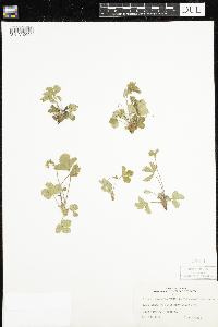 Fragaria vesca image