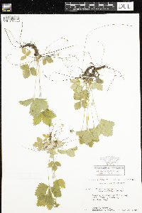 Fragaria vesca image