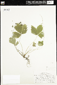 Fragaria vesca image