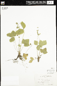 Fragaria vesca image