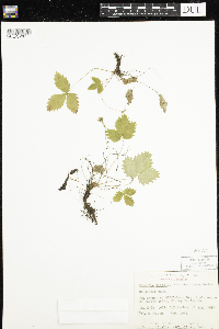 Fragaria vesca image