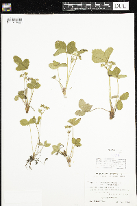 Media resource of Fragaria virginiana