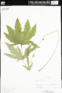 Filipendula rubra image