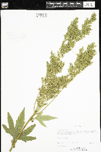 Filipendula rubra image
