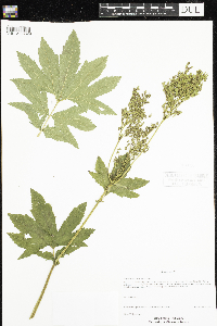 Filipendula rubra image