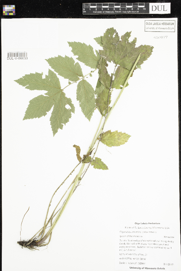 Filipendula image