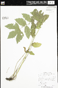 Filipendula ulmaria image