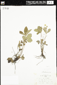 Media resource of Fragaria vesca