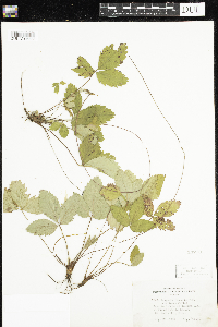 Thumbnail image of current specimen