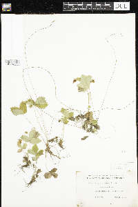 Fragaria vesca image