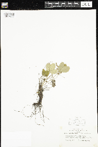 Fragaria vesca image