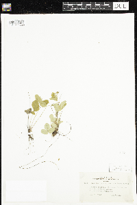 Fragaria vesca image