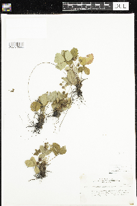 Fragaria vesca image