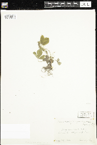 Fragaria vesca image