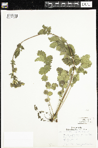 Drymocallis arguta image