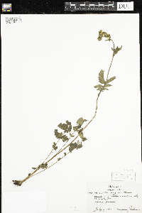 Drymocallis arguta image