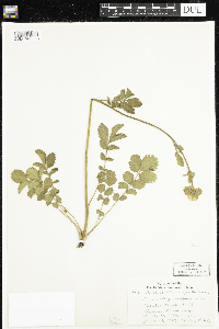 Drymocallis arguta image